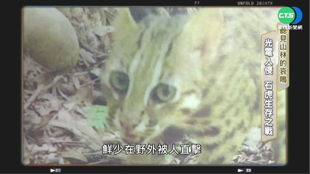 聽見山林的哀鳴 光電入侵 石虎生存之戰