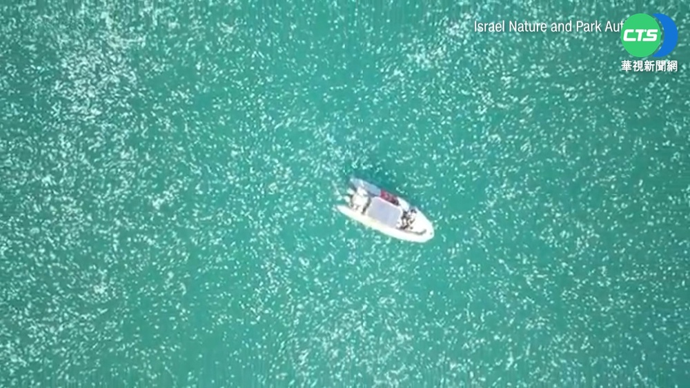 以色列水母大爆發 包圍小船還阻礙發電