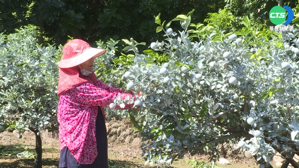 好熱! 茂谷柑也要防曬 農民灑粉保護果實
