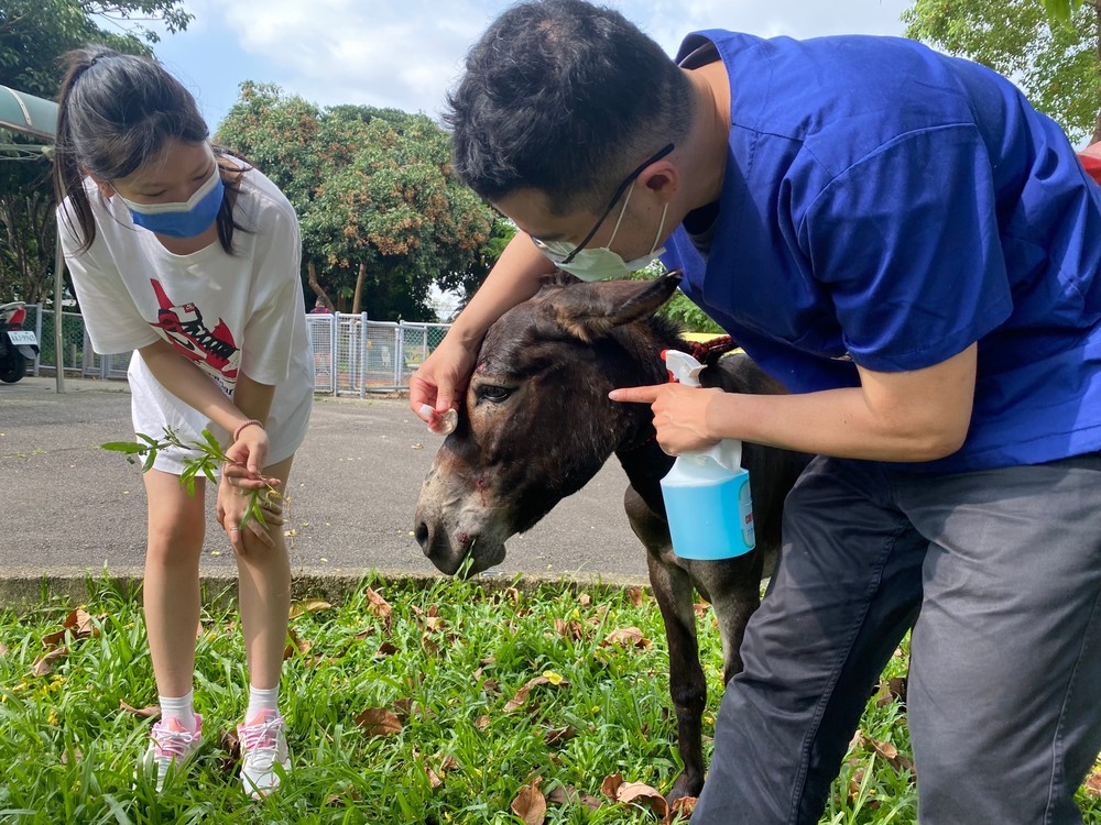 獸醫師為驢子治療皮表外傷 / 圖片來源 新北市政府動物保護防疫處