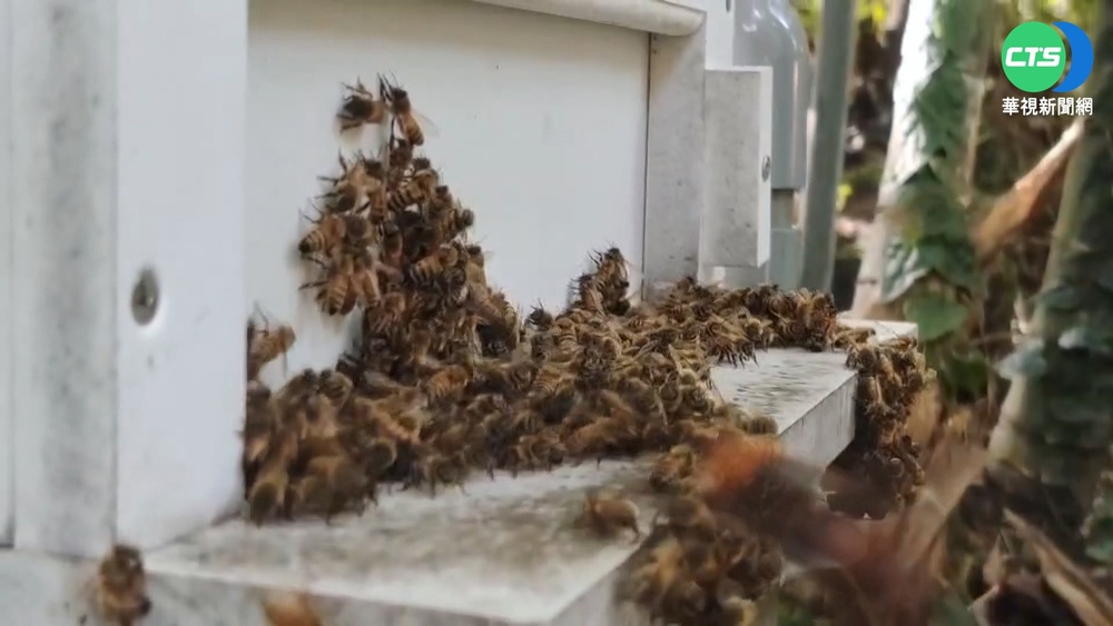 全球最大"中華大虎頭蜂" 殘殺45萬蜜蜂