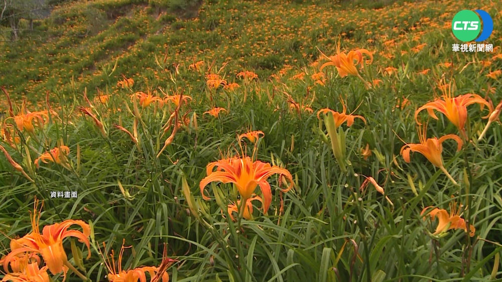 逾半個月沒下雨! 赤科山金針花恐難盛開