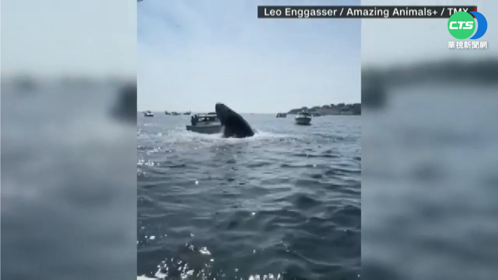海上奇景! 美國麻州鯨魚冒出水面拍打小船