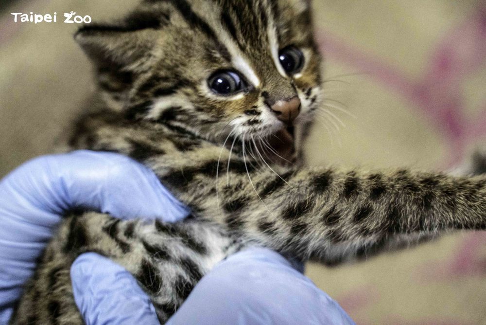 石虎寶寶：你們是誰？我媽媽咧？ / 圖片來源 台北市立動物園