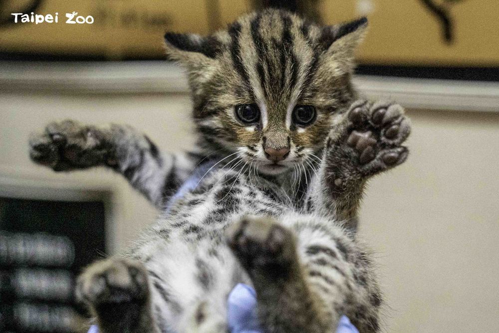 圖片來源 台北市立動物園