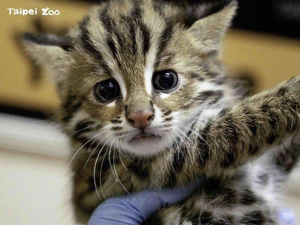 圖片來源 台北市立動物園
