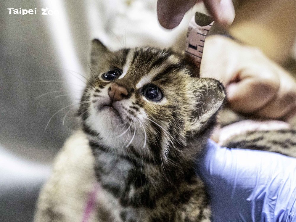 石虎寶寶慶雙滿月！軟綿綿腳掌超有力 撲抓攀爬精力充沛