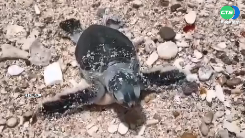 真幸運! 小琉球相遇綠蠵龜寶寶 遊客驚喜