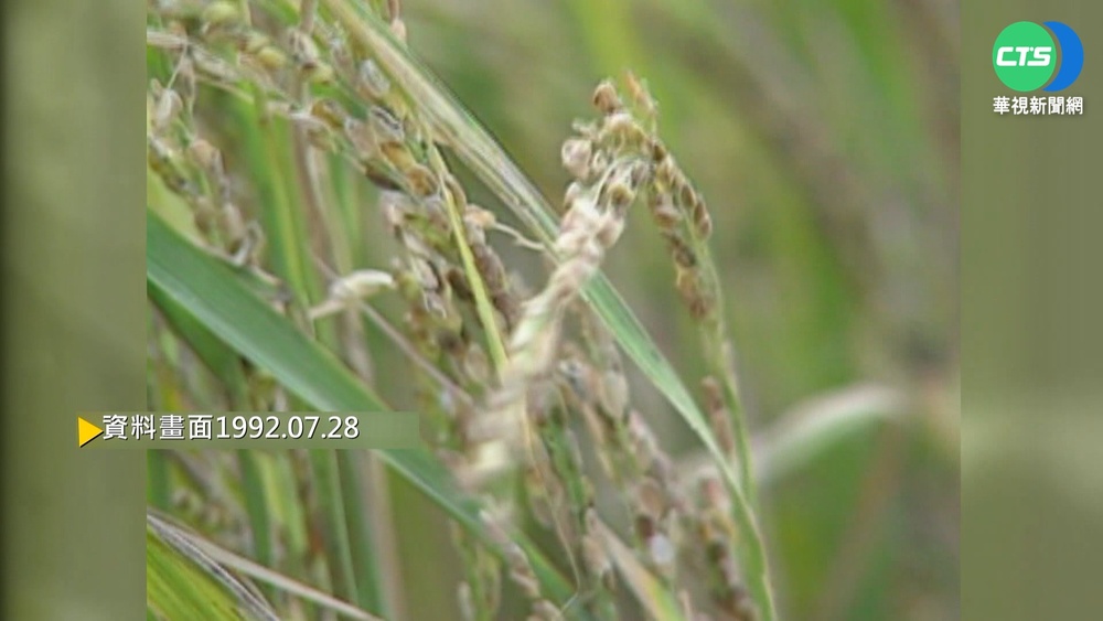 【歷史上的今天】和美農田鎘汙染 彰縣府急銷毀受汙稻米