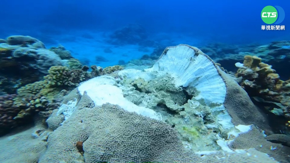 南寮漁港工程偷趕進度 毀珊瑚礁犯眾怒!