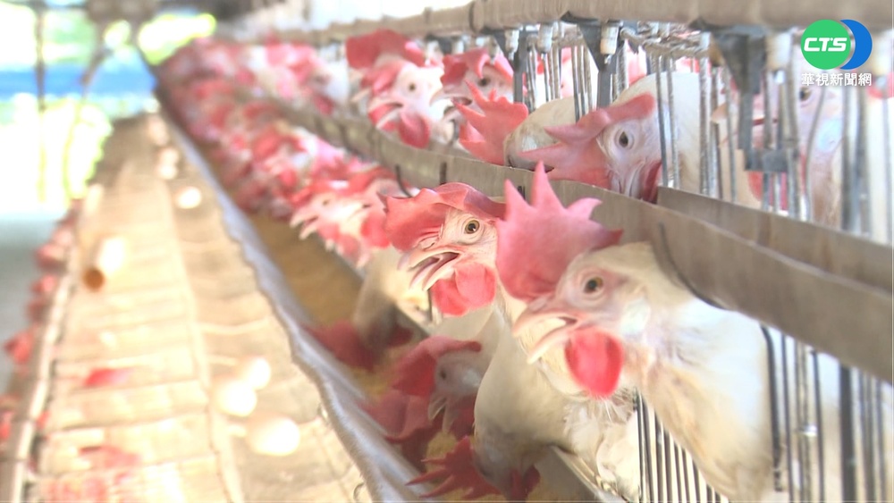 熱到影響產蛋率 雞農讓母雞"吹冷氣"降溫