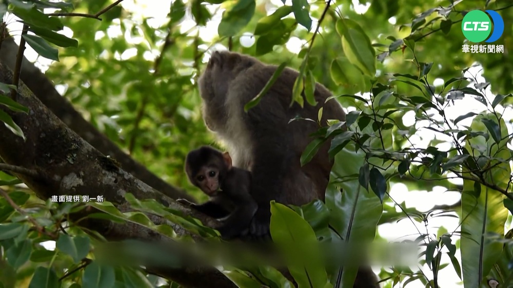 山羌.獼猴好麻吉! 互助互利"特殊生態系"