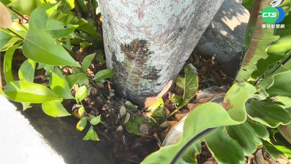 肉桂樹幹無故連續噴水 遊客搶看奇景!