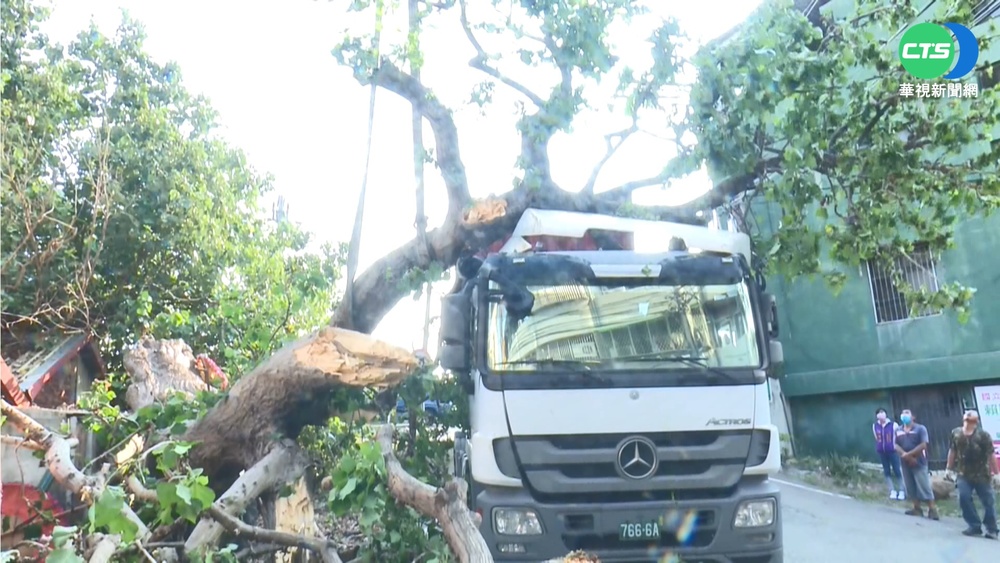 百年梧桐樹倒塌! 擊中貨櫃車 吊車助脫困