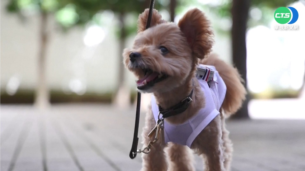 日本竉物小電扇問世 狗狗穿戴消暑涼爽