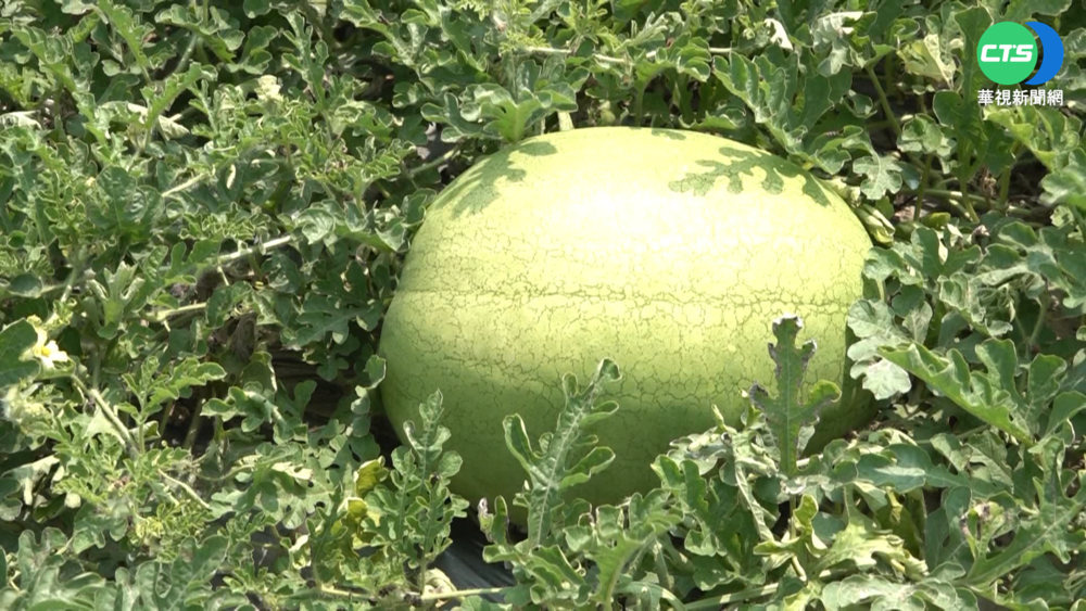 紅黃西瓜功效不同！美女營養師詳解：這款顧眼降血壓