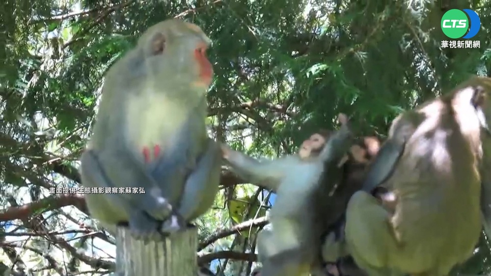 塔塔加園區獼猴成群搶食黑輪 嚇壞遊客
