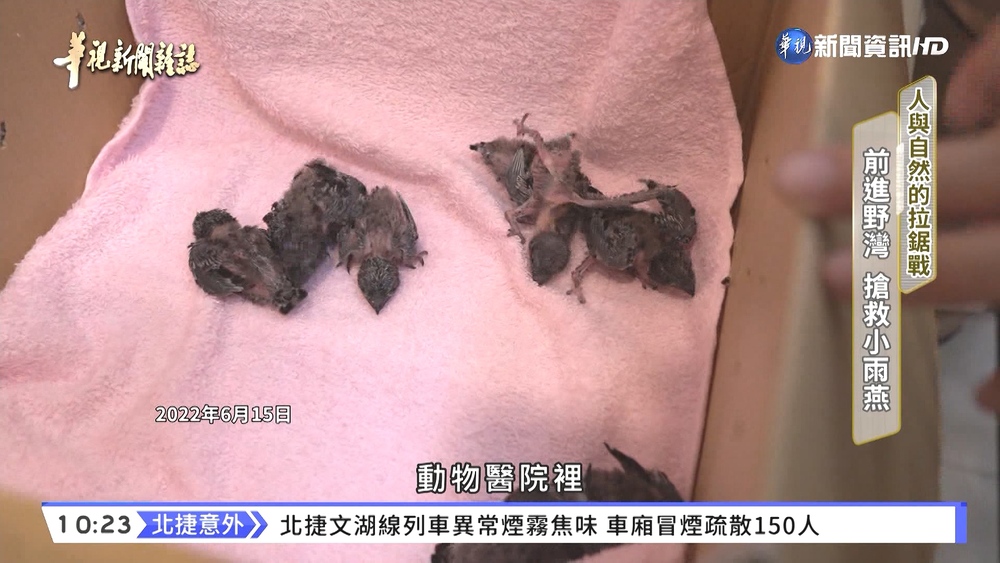 搶救野生小雨燕! 一場人與自然拉鋸戰