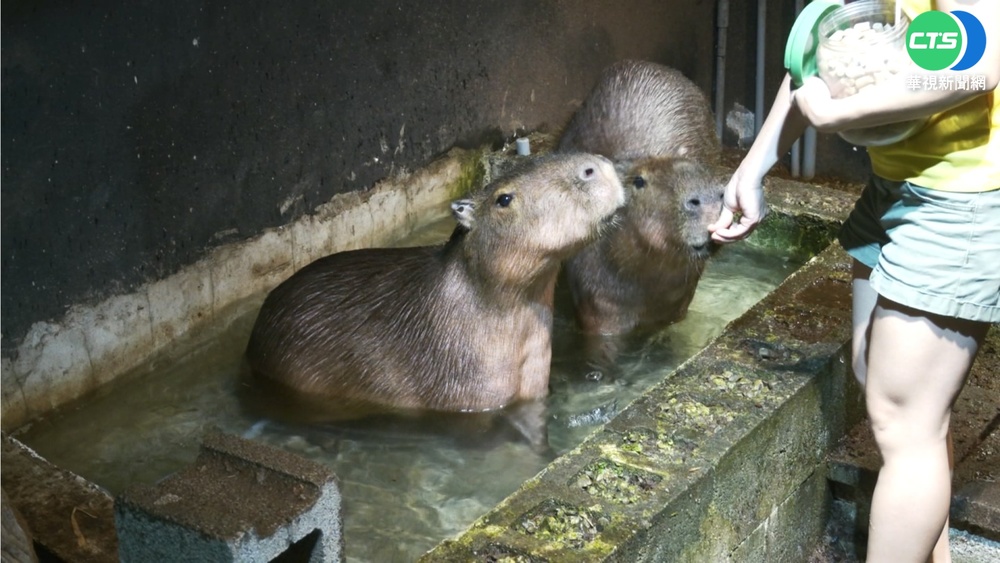 近距離看可愛動物! 新竹一日遊體驗DIY