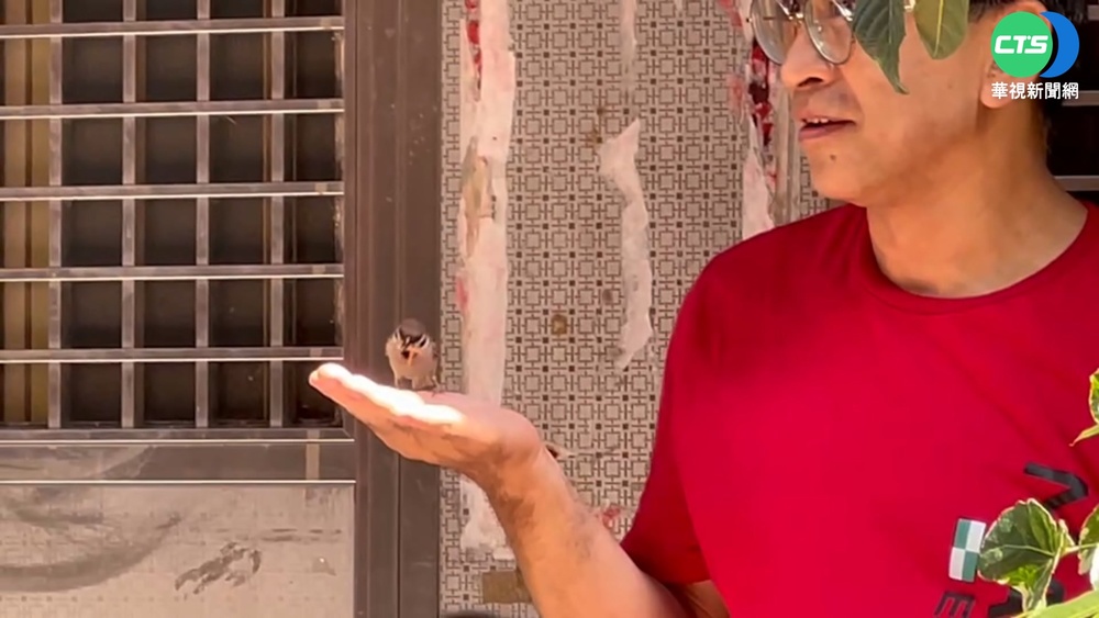 人鳥奇緣! 麻雀父親節攜幼鳥返家找飼主