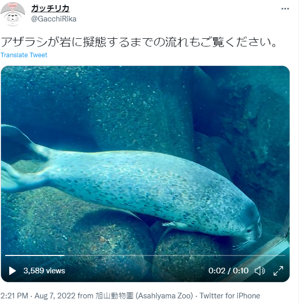 游泳中的海豹 / 圖片翻攝自 ガッチリカ Twitter