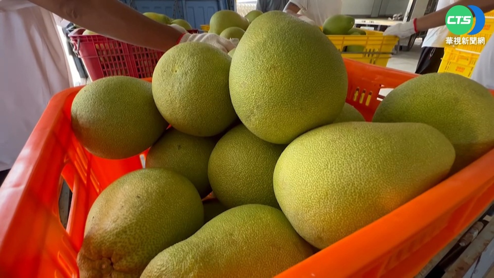 台南"文旦加工果收購" 果農大排長龍