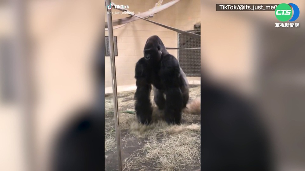 動物園大猩猩"滑壘出場" 回眸電眼暴紅
