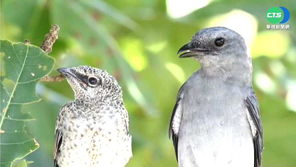 二級保育"花翅山椒幼鳥"走失 遊客即刻救援
