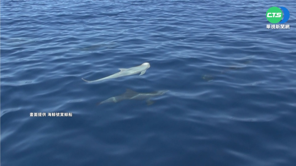"白化瓜頭鯨"好久不見 時隔2年花蓮再現蹤