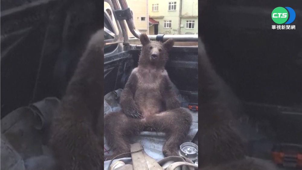 小熊吃蜂蜜太陶"醉" 搖晃卡車後座送醫