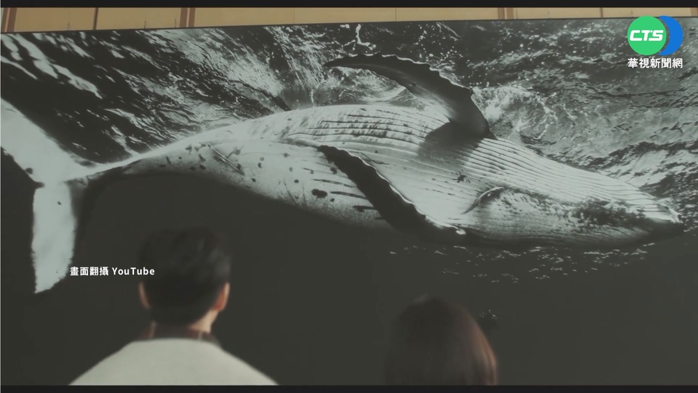 韓劇"非常律師"熱播 帶動南韓賞鯨潮