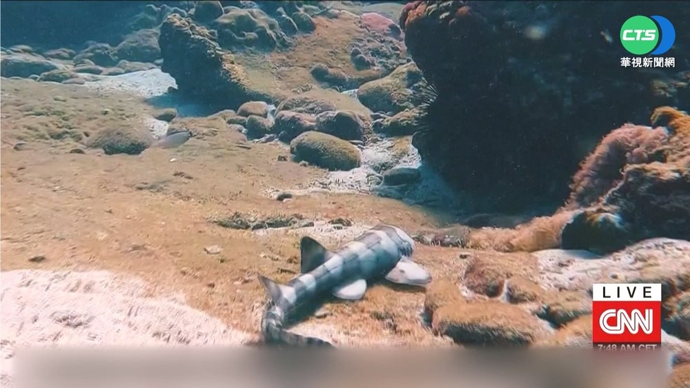 平衡海洋食物鏈 泰國復育"狗鯊"守護珊瑚