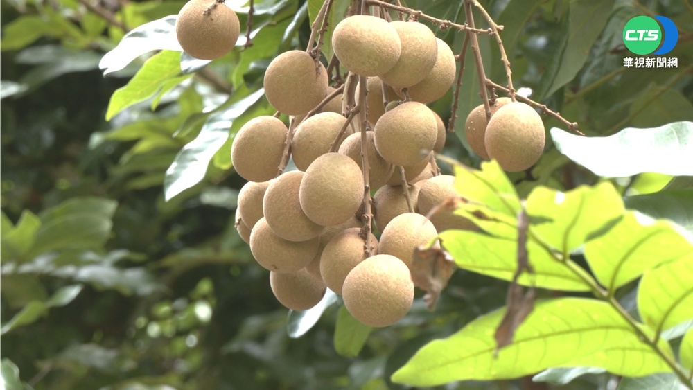 產量銳減還被偷摘! 龍眼農掛布條怒嗆賊