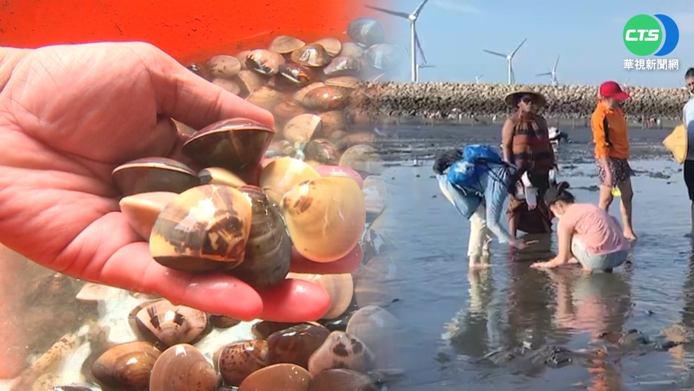 "摸蛤蜊兼洗褲" 線西產地自挖1台斤賺80元