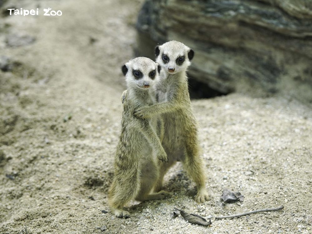 狐獴家族超難「混」！溫馨團結不容易 生活守則很嚴格