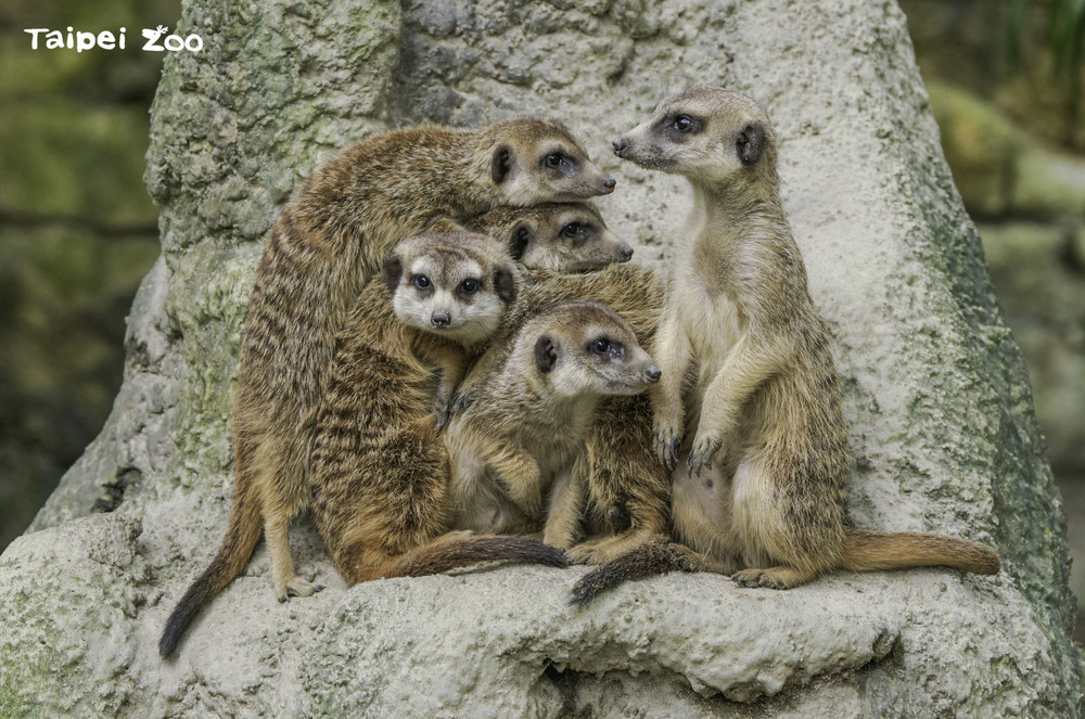 圖片來源 台北市立動物園