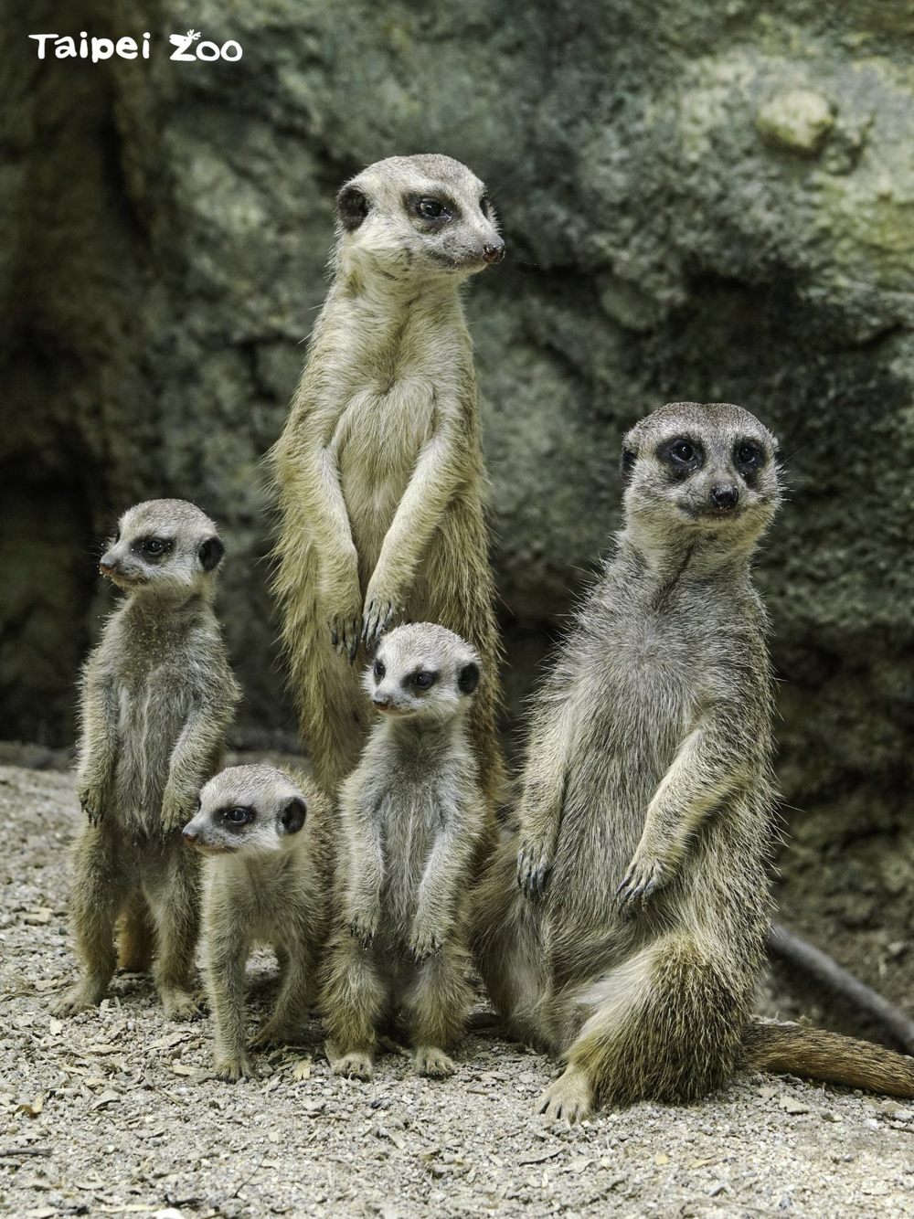 圖片來源 台北市立動物園