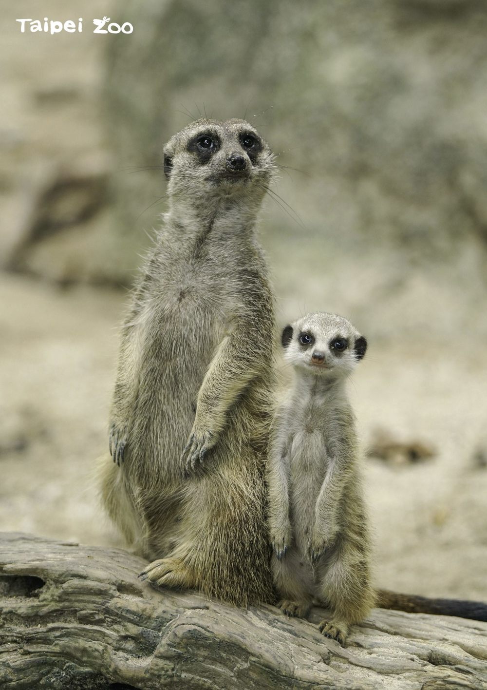 每個狐獴群體中，會有一公一母為首領，只有首領有繁衍後代的權力 / 圖片來源 台北市立動物園