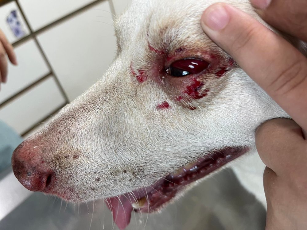 惡鄰酒醉持鐵鎚狠打愛犬！鄰母嗆：不然讓你們打回來