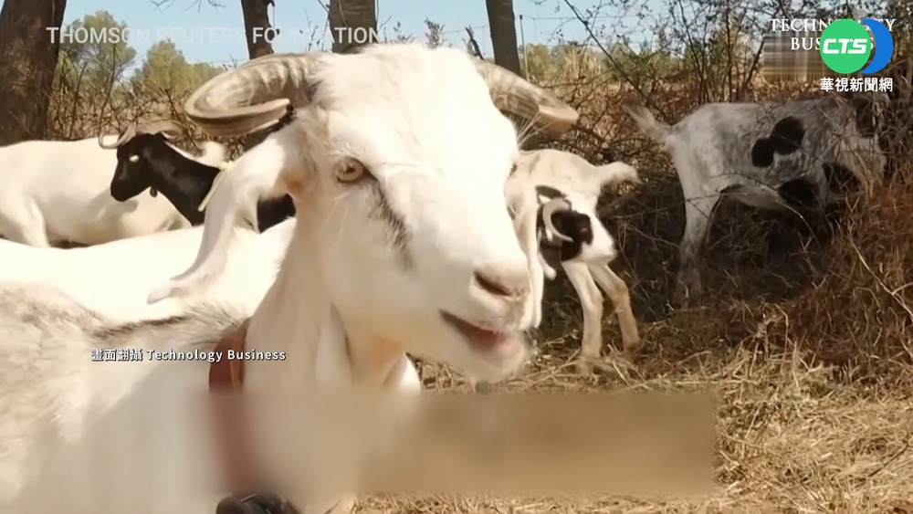 古老智慧防野火 西班牙派羊咩咩狂吃草皮