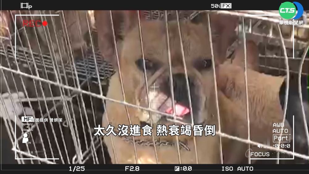 揭非法繁殖場黑暗 狗遭割聲帶泡在屎尿中