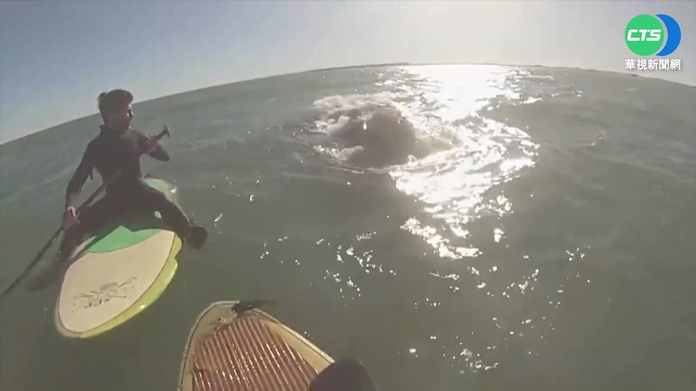 驚喜! 阿根廷男立槳衝浪 海上巧遇12頭鯨魚
