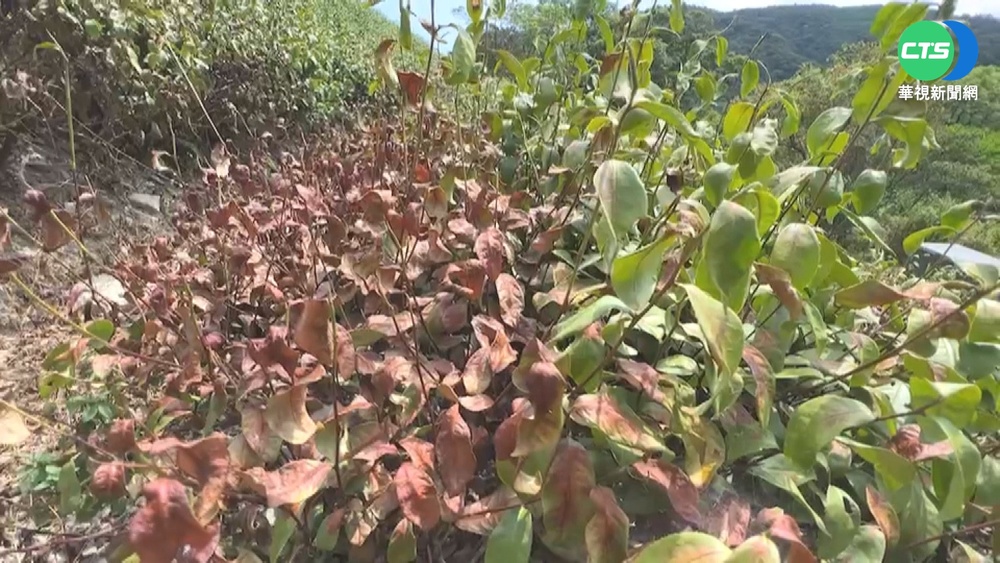 今夏無颱! 宜蘭缺水... 茶樹枯萎農民叫苦