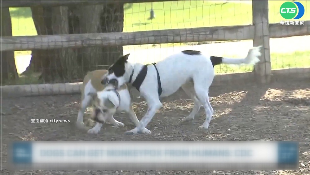 阻跨物種傳染 世衛籲猴痘患者別碰寵物!