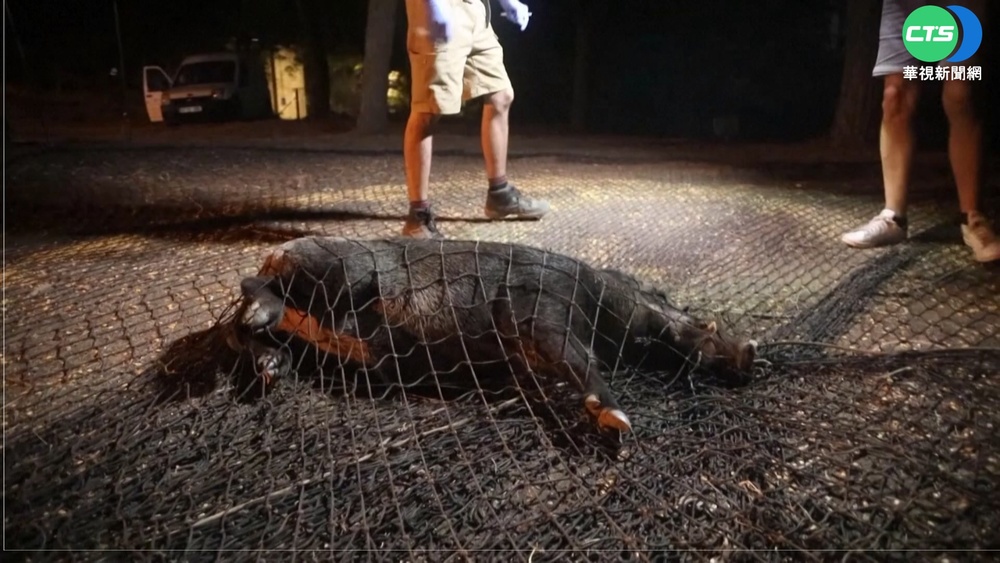 野豬成群結隊逛大街 西班牙爆"野豬之亂"