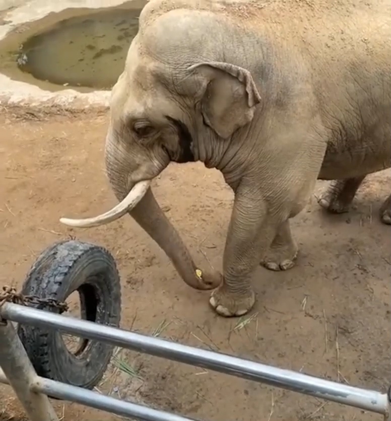 正在撿鞋子的山脈 / 圖片翻攝自 微博