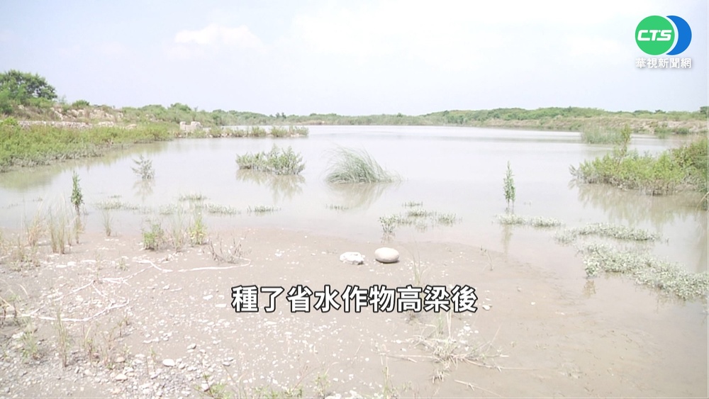 救地層下陷! 雲林種高粱.設地下水補注池