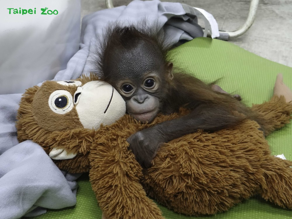 圖片來源 台北市立動物園