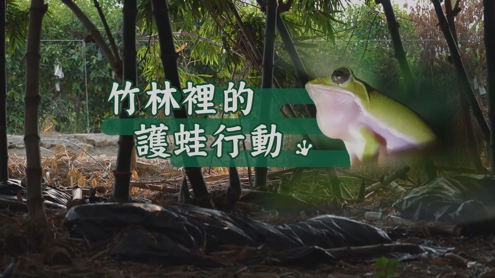 友善農業 翻轉生態危機｜竹林裡的護蛙行動｜華視新聞雜誌