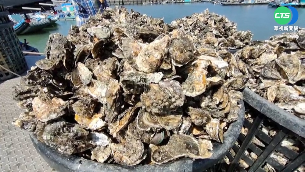 天敵"蚵螺"肆虐 東石牡蠣大量死亡恐價揚